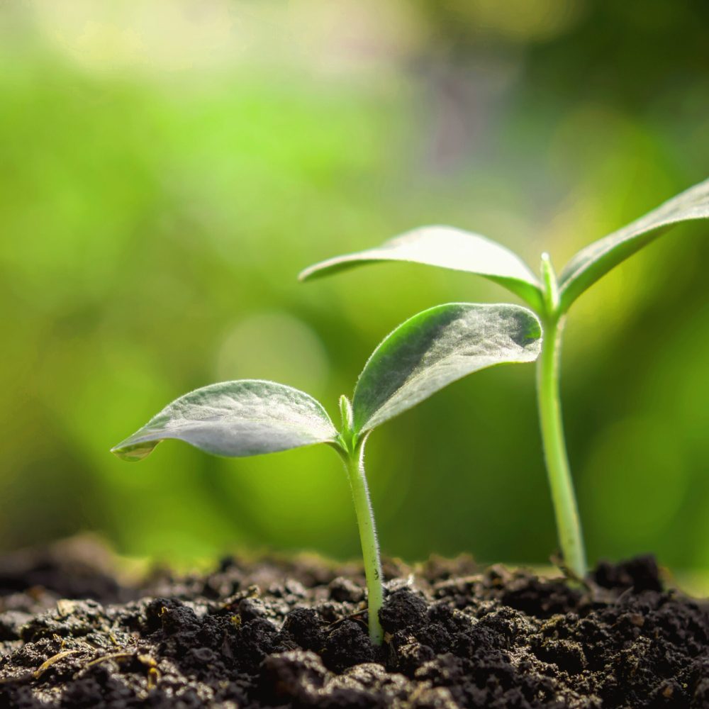 young-plant-new-life-growing-garden-sunlight